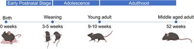 Age-Related Exosomal and Endogenous Expression Patterns of miR-1, miR-133a, miR-133b, and miR-206 in Skeletal Muscles